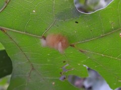 Callirhytis infuscata