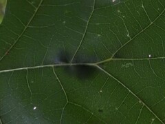 Callirhytis infuscata