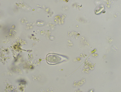 Cothurniopsis valvata