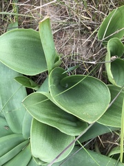 Asparagaceae