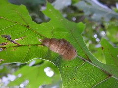 Callirhytis infuscata