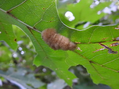 Callirhytis infuscata
