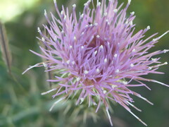 Cirsium neomexicanum