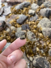 Acanthochitona zelandica