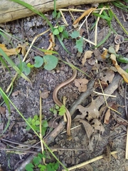 Anguis colchica