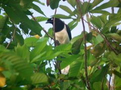 Cyanocorax affinis affinis