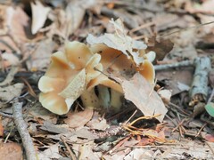 Neolentinus lepideus