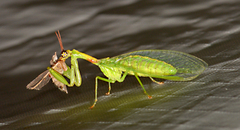 Zeugomantispa minuta