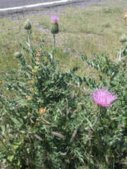 Cirsium neomexicanum