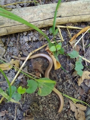 Anguis colchica