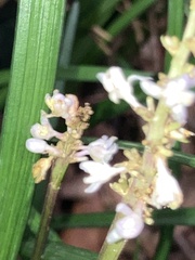 Liriope spicata