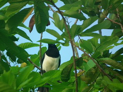 Cyanocorax affinis affinis
