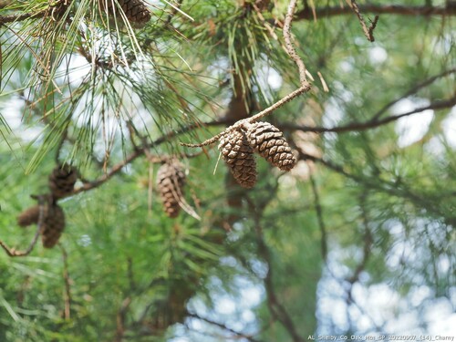 Pinus glabra — search result for 'Pinus'