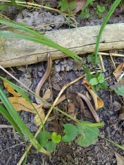 Anguis colchica