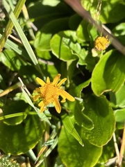 Arnica latifolia