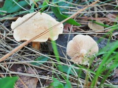 Clitocybe rivulosa