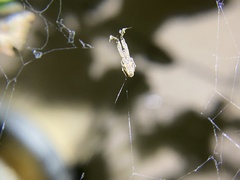 Uloborus