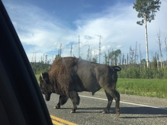 Bison bison athabascae