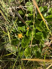 Arnica latifolia
