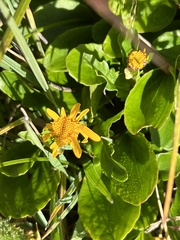 Arnica latifolia