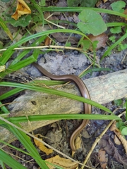Anguis colchica