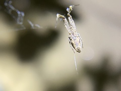 Uloborus