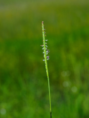 Eremochloa