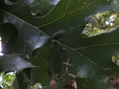 Callirhytis infuscata