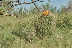 Ferocactus wislizeni