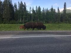 Bison bison athabascae