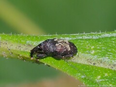 Glyptobaris lecontei