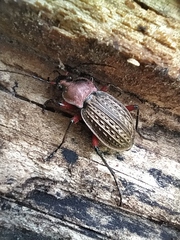 Carabus cancellatus