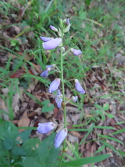 Desmodium cuspidatum