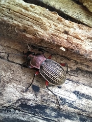 Carabus cancellatus