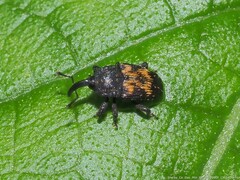 Glyptobaris lecontei