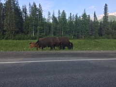 Bison bison athabascae