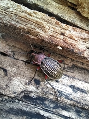 Carabus cancellatus