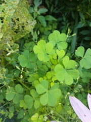 Oxalis stricta