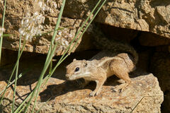 Ammospermophilus harrisii