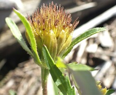 Bidens amplissima