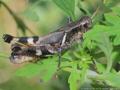 Melanoplini