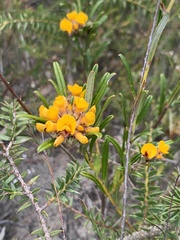 Aotus ericoides