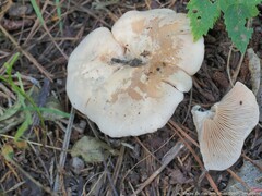 Clitocybe brunneocephala