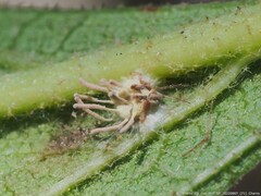 Gibellula