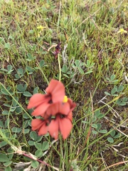Indigofera procumbens