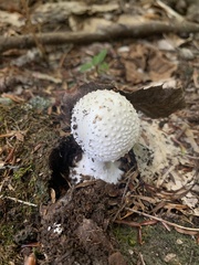 Amanita abrupta