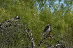 Buteo plagiatus