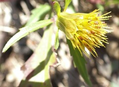 Bidens amplissima