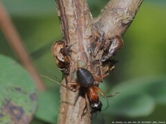 Camponotus chromaiodes
