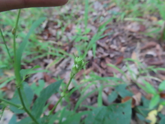 Desmodium cuspidatum